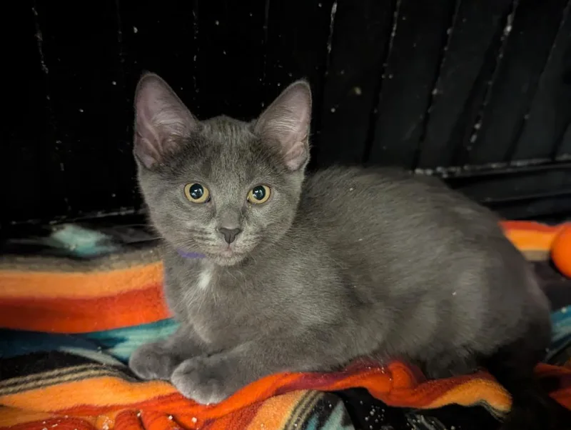 A baby medium-sized female Domestic Short Hair cat named June for adoption in St. Cloud, MN