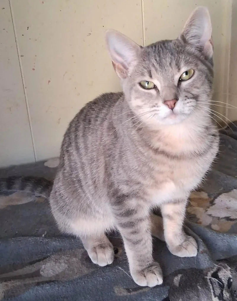 A baby medium-sized male Domestic Short Hair cat named Ned for adoption in Rockford, IL