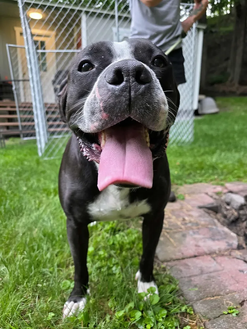A senior medium-sized male Labrador Retriever dog named Danger for adoption in Darien Center, NY