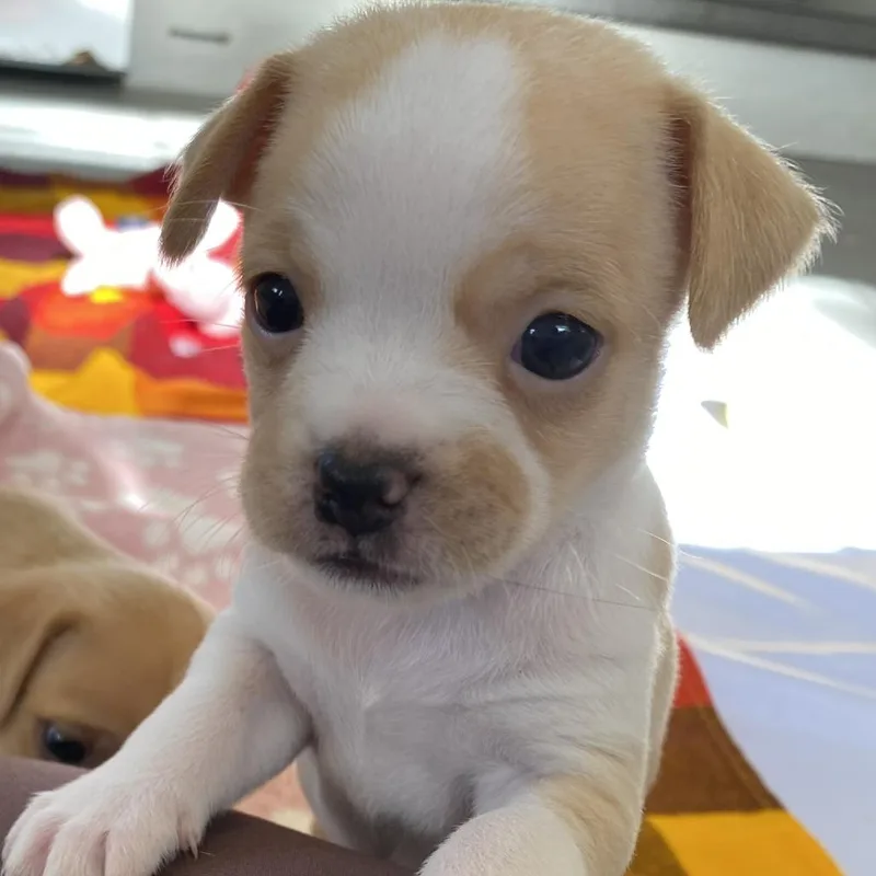 A baby small-sized male White / Cream Terrier dog named Pip for adoption in Wimberley, TX
