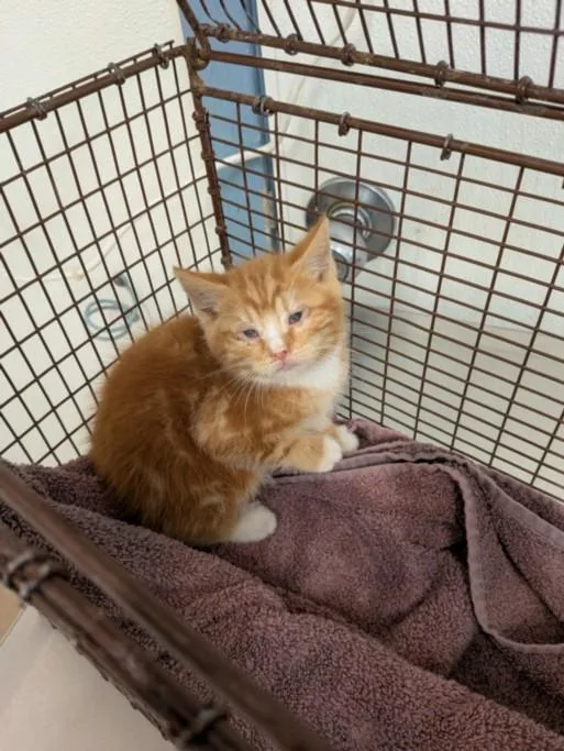 A baby small-sized male Domestic Short Hair cat named Lorenzo for adoption in Hayward, CA