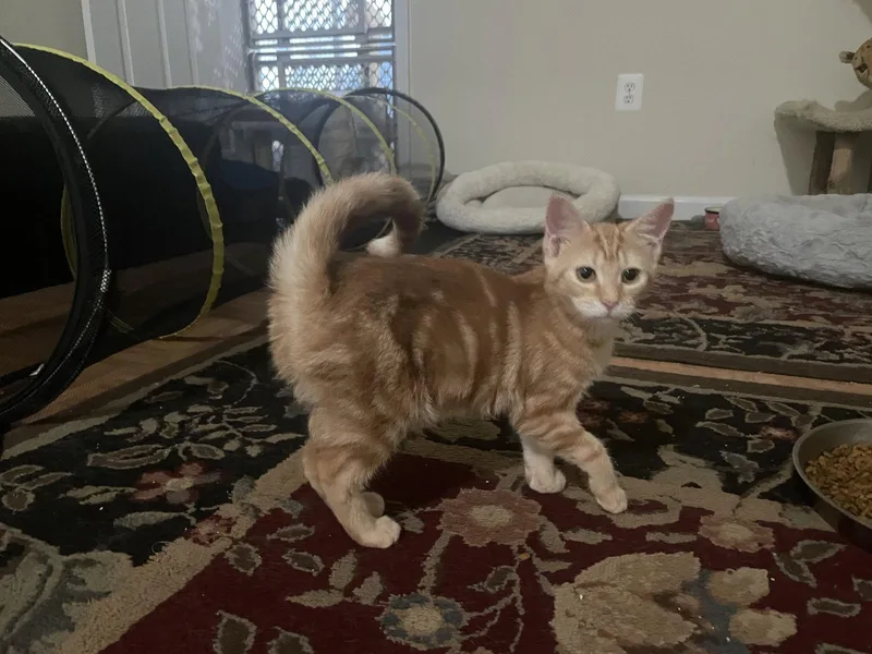 A baby medium-sized female Orange / Red Domestic Short Hair cat named Frankie for adoption in Herndon, VA