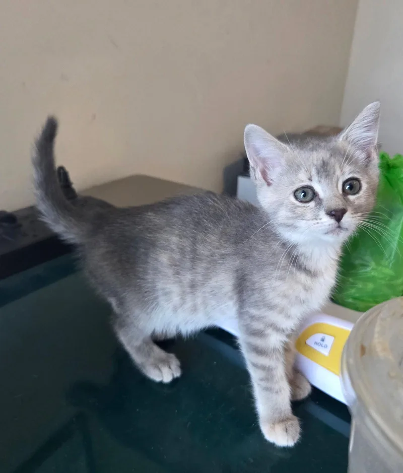 A young medium-sized female Domestic Short Hair cat named You Deserve Sunshine for adoption in Camden, SC