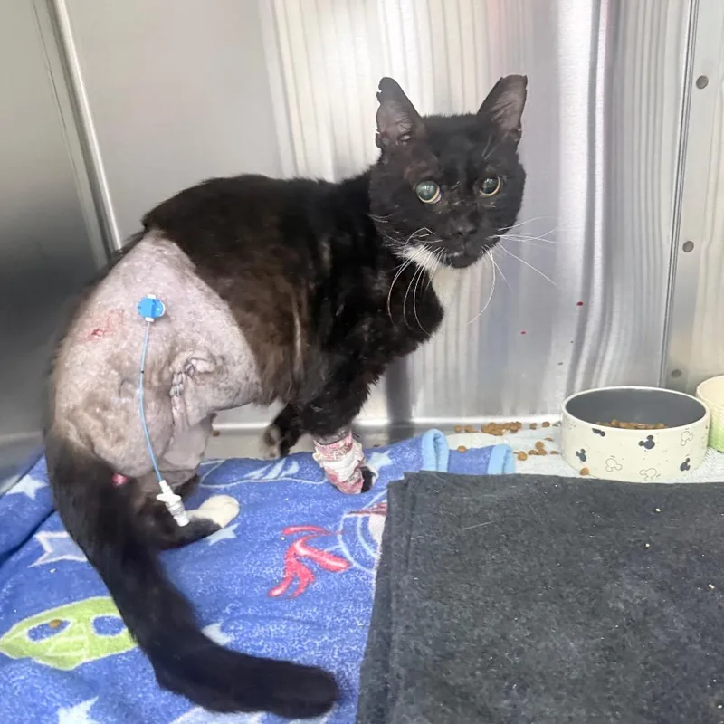 An adult large-sized male Black Domestic Short Hair cat named Theo for adoption in Jupiter, FL
