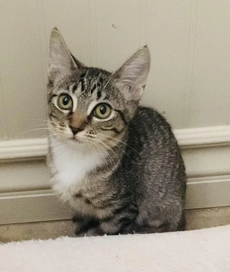 A baby small-sized female Tabby cat named Sprout for adoption in Palmdale, CA