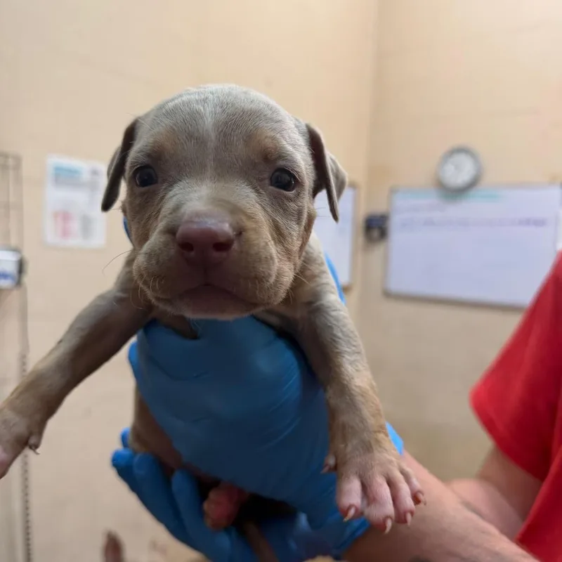 A baby small-sized male Brown / Chocolate Pit Bull Terrier dog named Harrington for adoption in Birmingham, AL