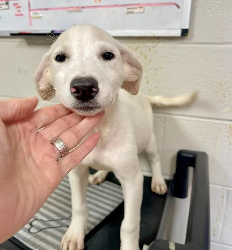 A baby small-sized female Terrier dog named Autumn for adoption in Newnan, GA