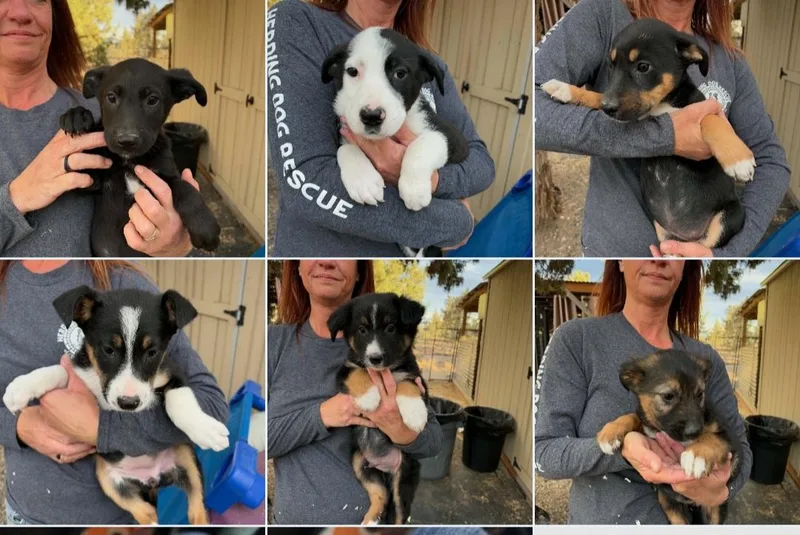 A baby medium-sized male Australian Shepherd dog named Aussie Mix Puppies for adoption in Bend, OR