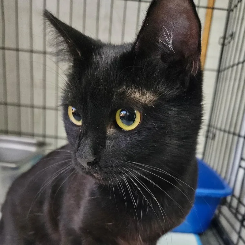 A young medium-sized female Black Domestic Short Hair cat named Luna for adoption in Hattiesburg, MS