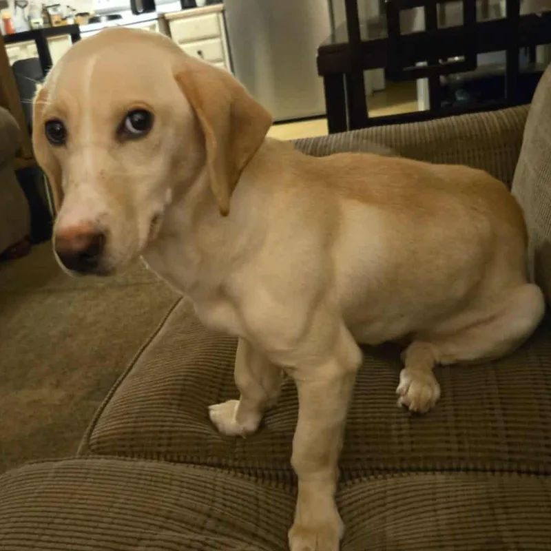 A young medium-sized female Yellow / Tan / Blond / Fawn Basset Hound dog named Dolly for adoption in Mobile, AL