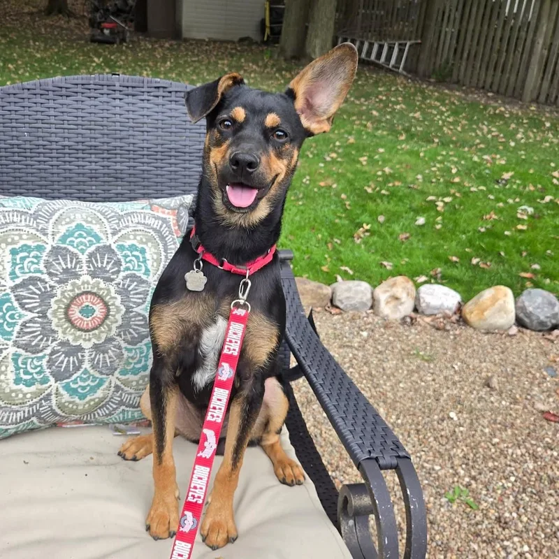 A young small-sized male Tricolor (Brown, Black, & White) Rottweiler dog named Matt for adoption in Grafton, OH