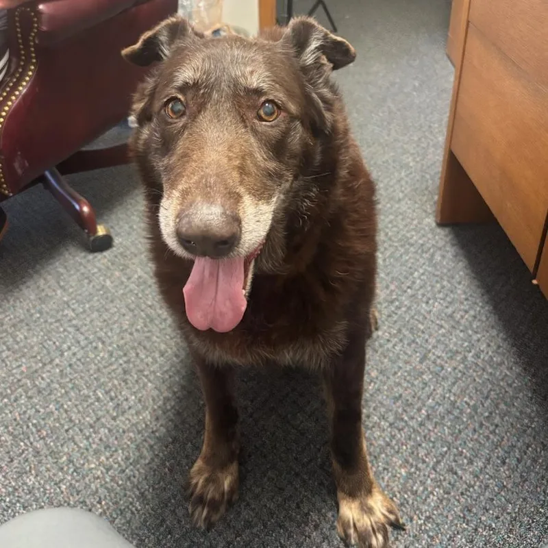 A senior extra large-sized female Brown / Chocolate German Shepherd Dog dog named Harley for adoption in Wichita, KS