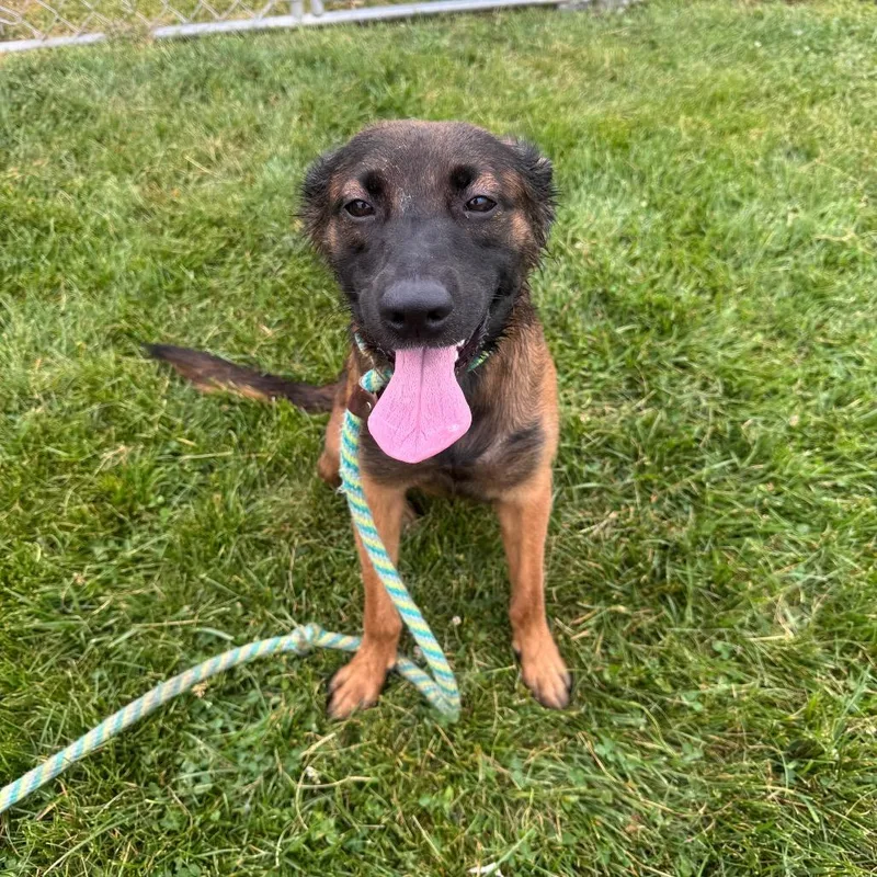 A young medium-sized female Brown / Chocolate Australian Shepherd dog named Maple Rose for adoption in Hanna City, IL