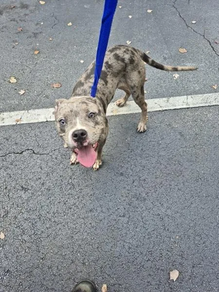 Pen Mochi