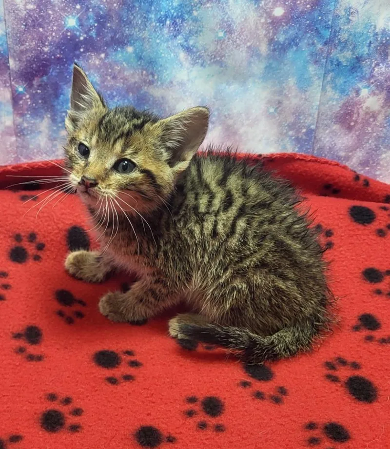 A baby small-sized male Domestic Short Hair cat named Buster Brown for adoption in Washington Court House, OH