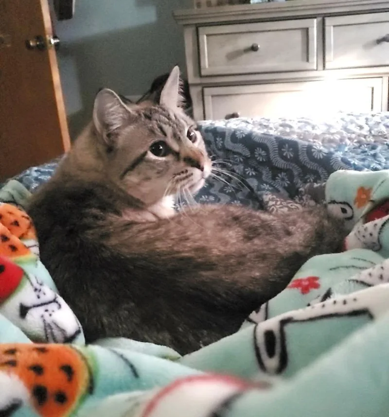 An adult medium-sized female Domestic Short Hair cat named Penelope for adoption in Ogden, UT