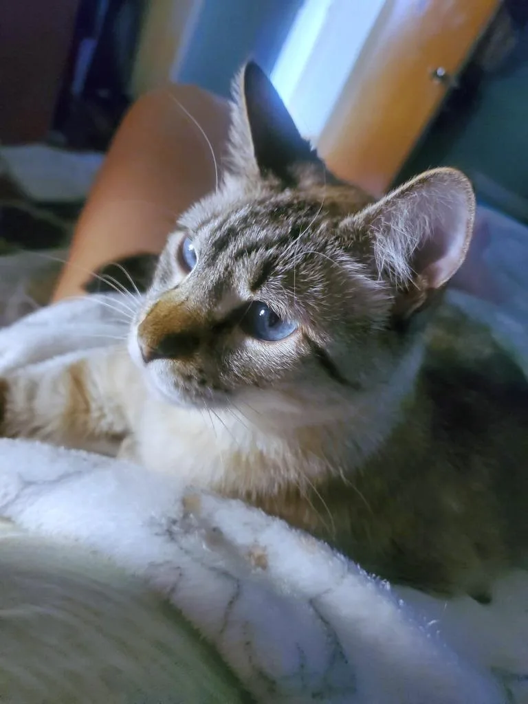 Penelope thumbnail 3
