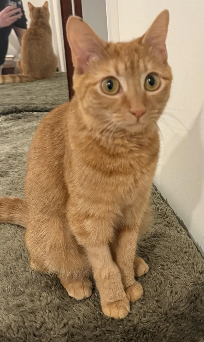 A baby medium-sized female Orange / Red Domestic Short Hair cat named Valerie for adoption in Baltimore, MD