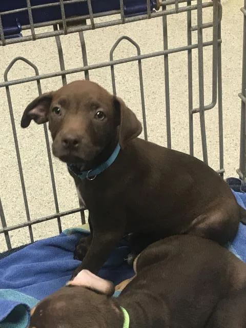 A baby small-sized male Doberman Pinscher dog named Pal for adoption in Conroe, TX