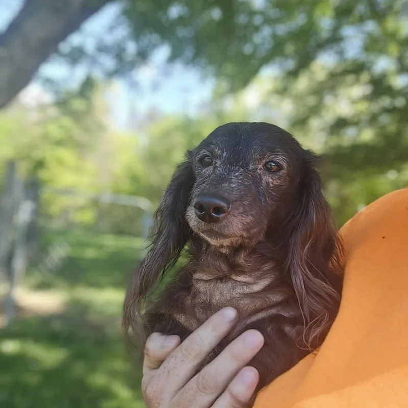A senior small-sized female Dachshund dog named Sooty for adoption in New York, NY