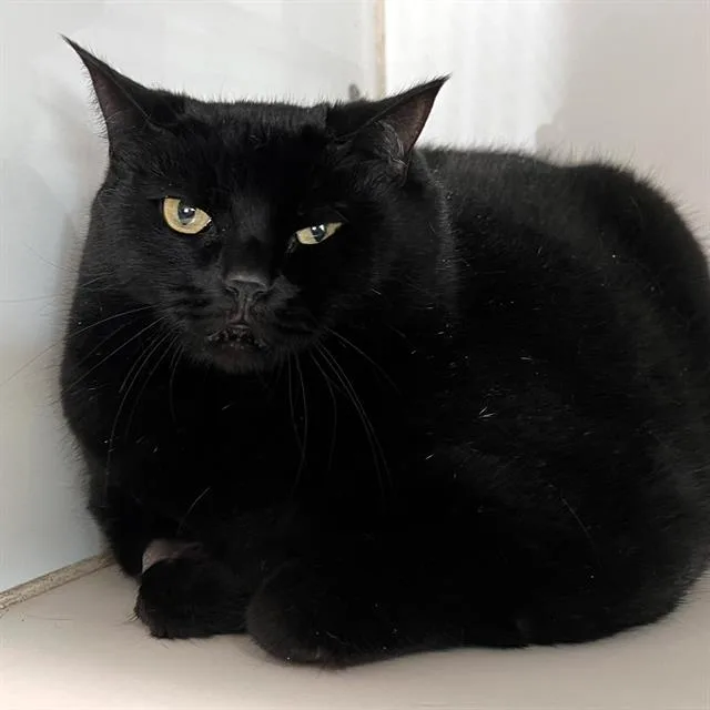 An adult medium-sized female Domestic Short Hair cat named Stella Grace for adoption in Methuen, MA