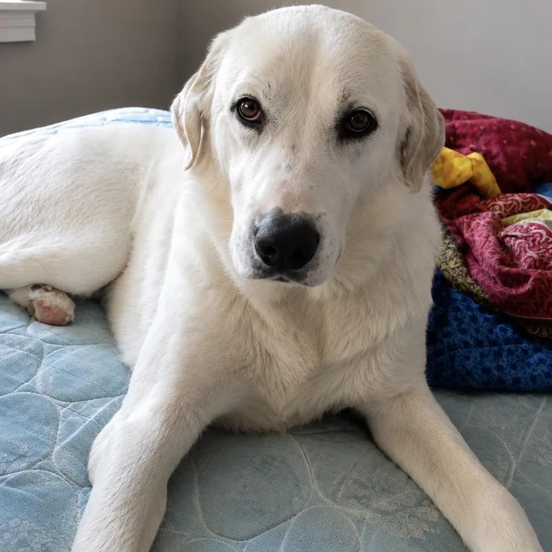 Buddy