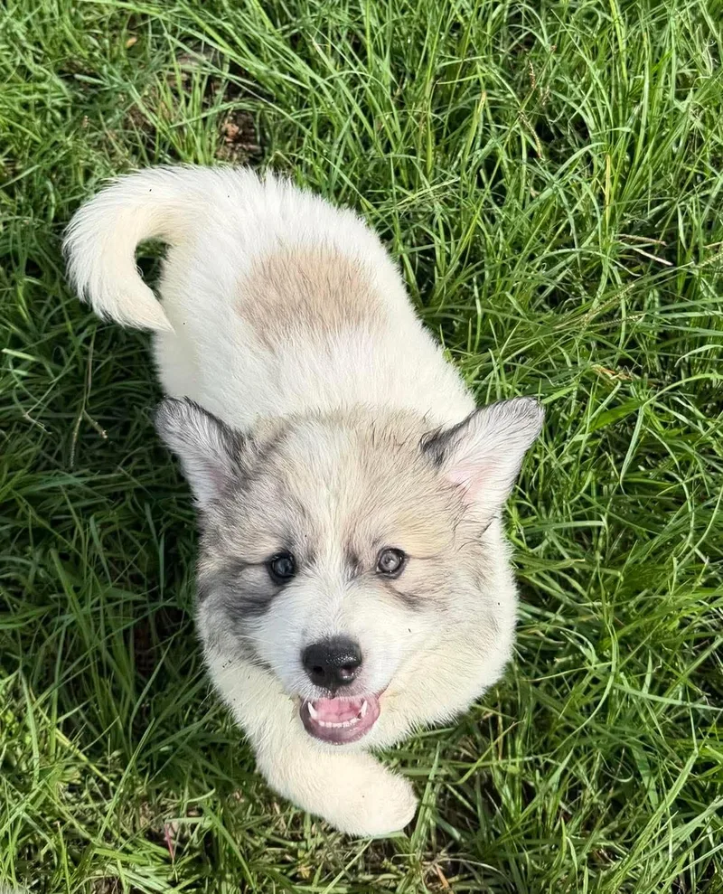 A baby large-sized female Great Pyrenees dog named Chloe for adoption in Hillsdale, NY