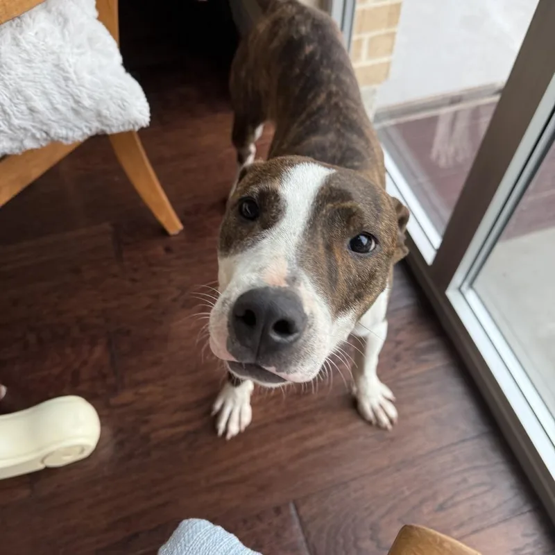 Stallion thumbnail 2