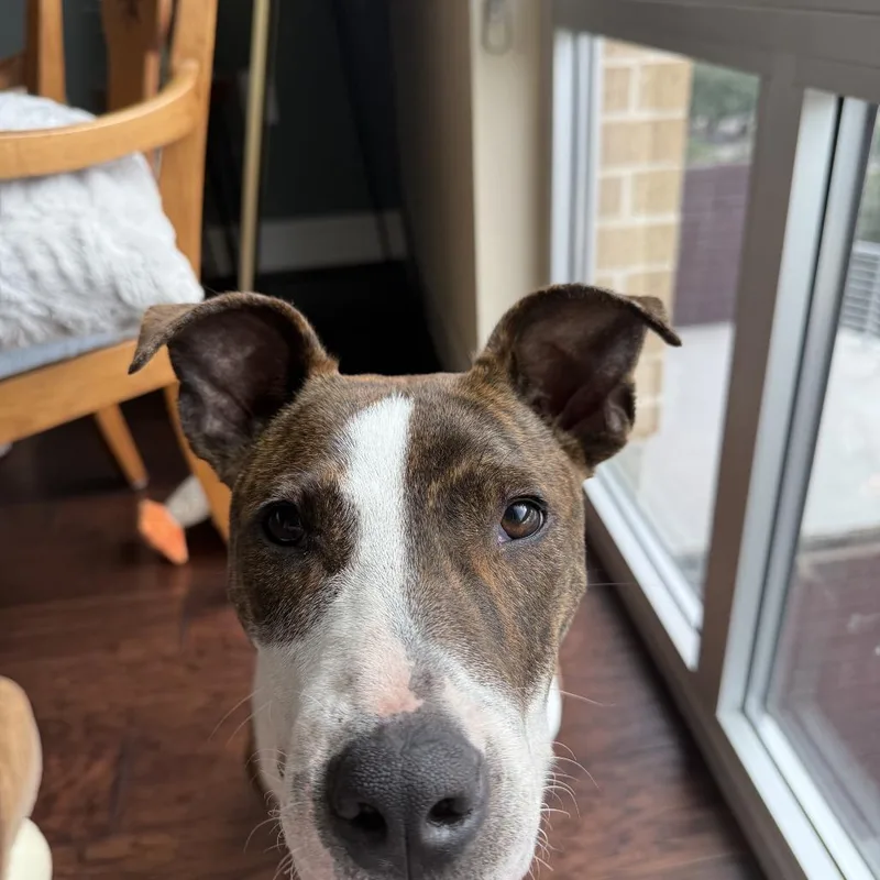 Stallion thumbnail 3