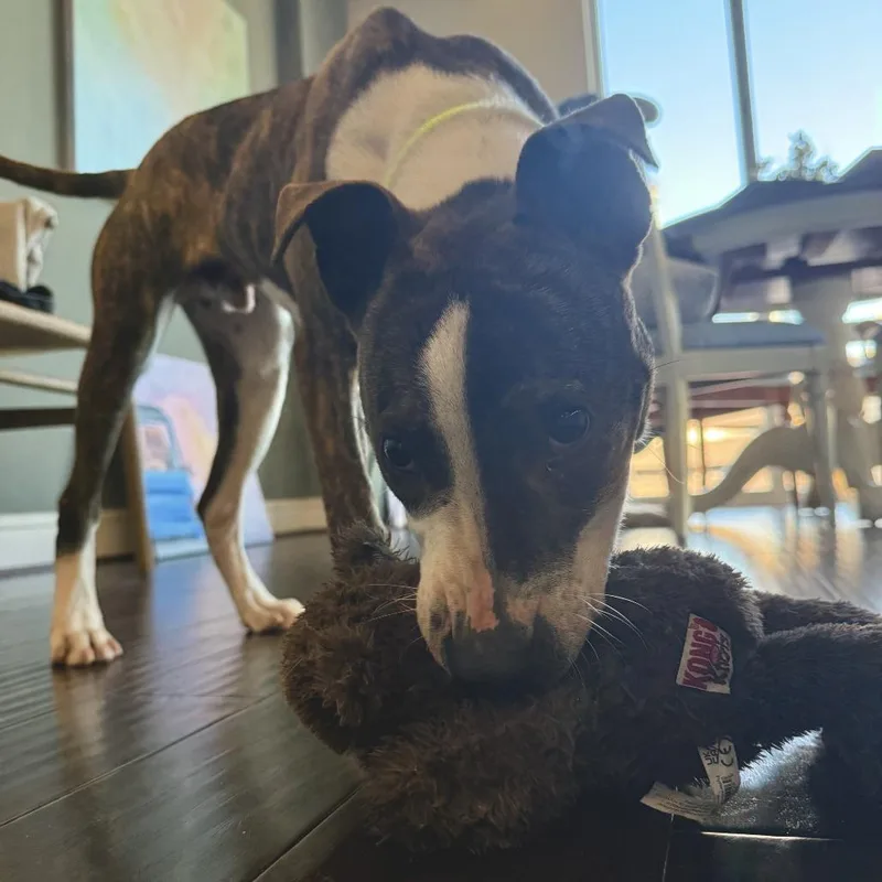 Stallion thumbnail 4