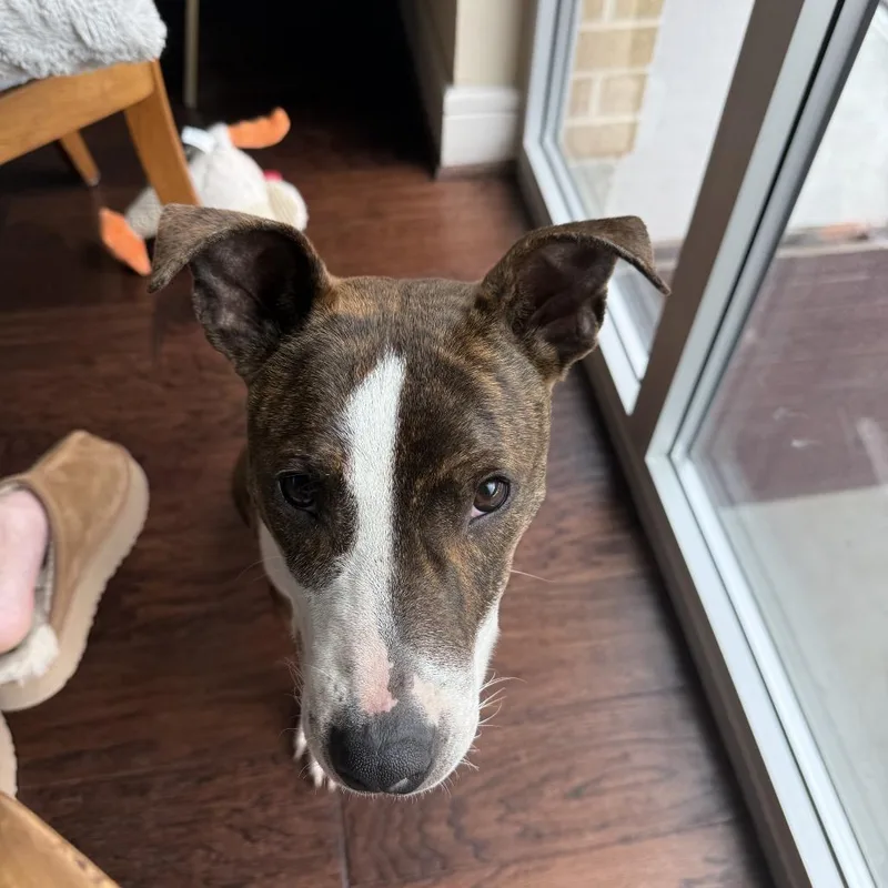 Stallion thumbnail 5