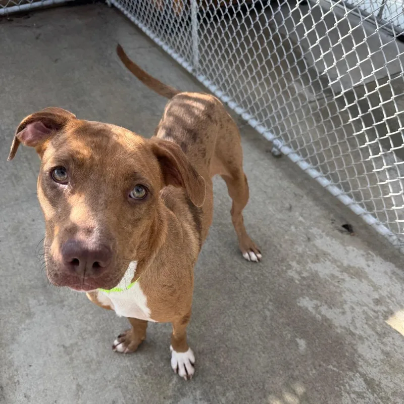 An adult large-sized female Catahoula Leopard Dog dog named Marlene for adoption in Monticello, IA