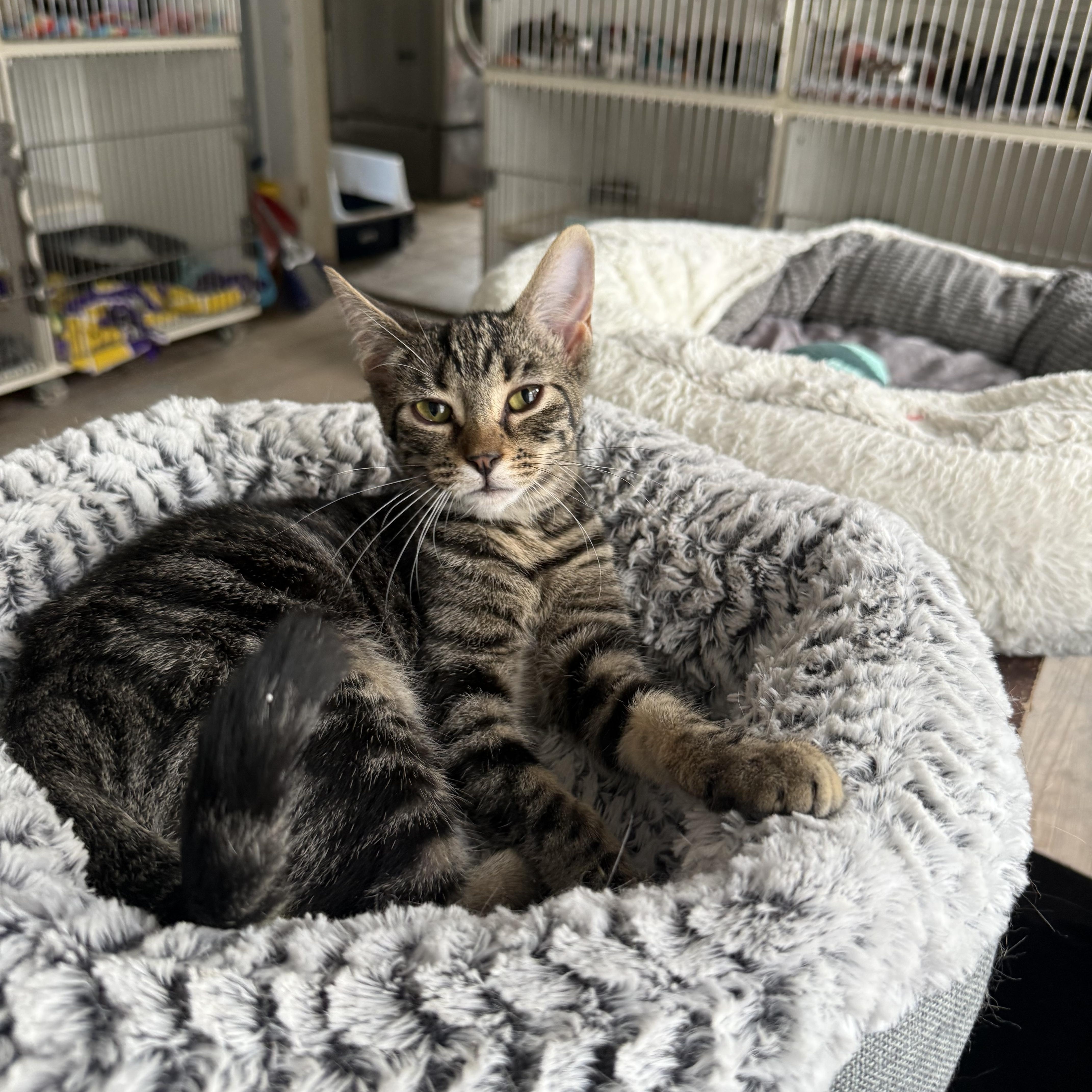 A young medium-sized female Tabby (Brown / Chocolate) Domestic Short Hair cat named Pheonix for adoption in Shreveport, LA