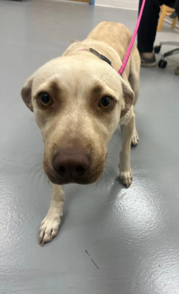 A baby medium-sized female Terrier dog named Sky for adoption in Hartsville, SC