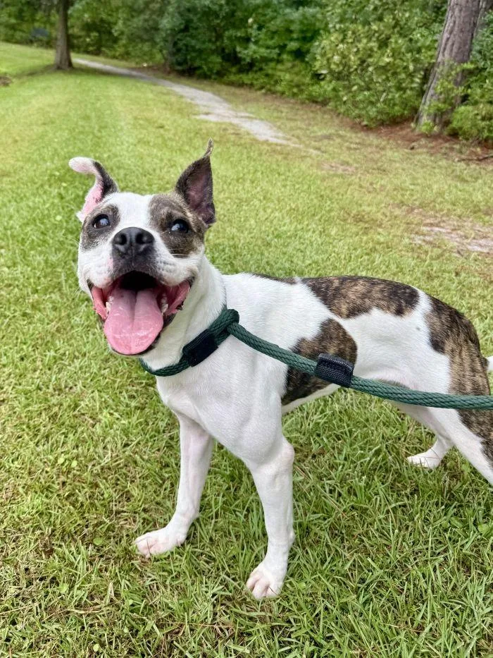 An adult medium-sized female Boston Terrier dog named Shenzi for adoption in Hilton Head Island, SC
