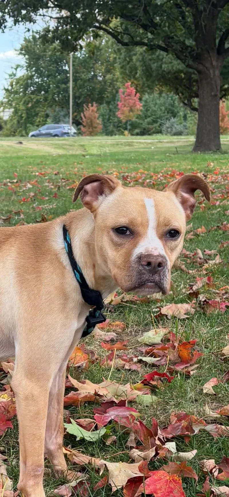 An adult medium-sized female Yellow / Tan / Blond / Fawn Pit Bull Terrier dog named Pumpkin for adoption in Springfield, IL