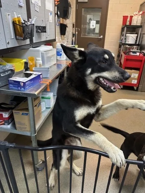 A young large-sized male Mixed Breed dog named Hank for adoption in Rome, GA