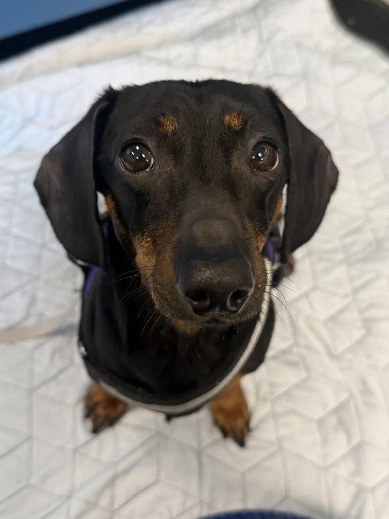 A young medium-sized male Dachshund dog named Louie for adoption in Pearland, TX