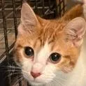 A young small-sized male Orange / Red Domestic Short Hair cat named Dafney Gillfin for adoption in Lake Jackson, TX