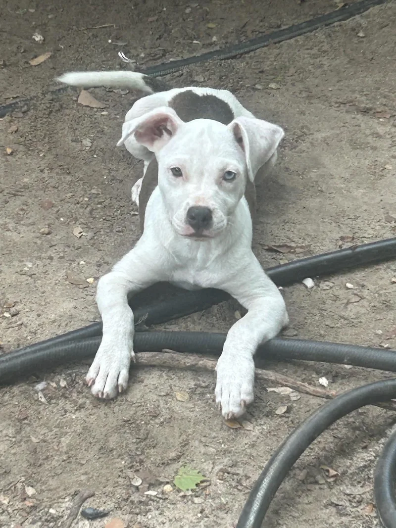 Coco