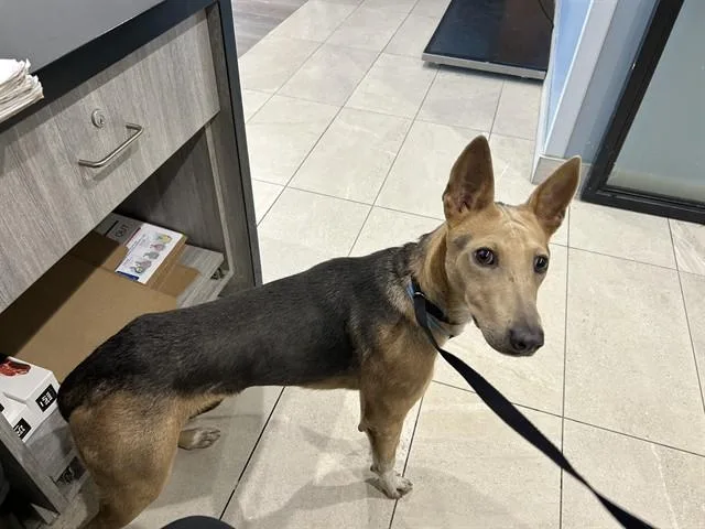 A young small-sized female German Shepherd Dog dog named Gomita for adoption in Garland, TX