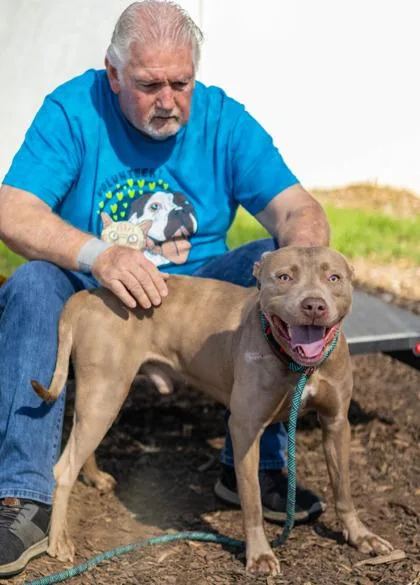 An adult medium-sized male Mixed Breed dog named Grinning Moon for adoption in Chamblee, GA