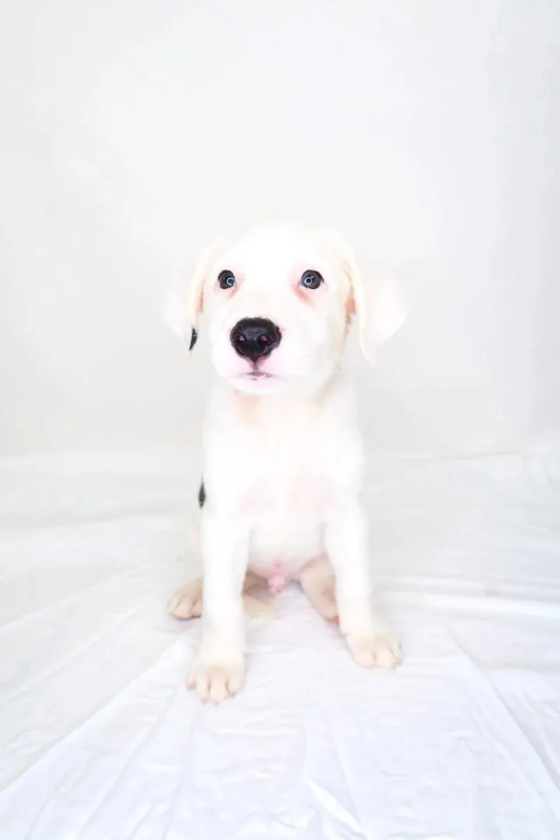A baby medium-sized male White / Cream Shepherd dog named Logan for adoption in Bixby, OK