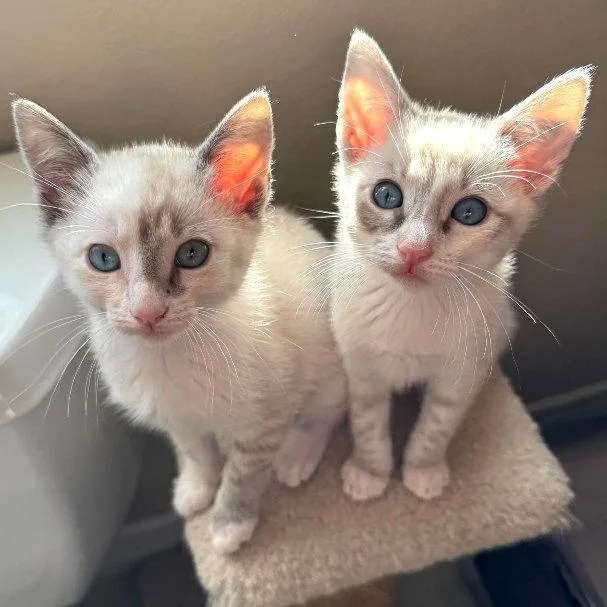 A baby small-sized female Buff / Tan / Fawn Siamese cat named Halwa for adoption in San Jose, CA
