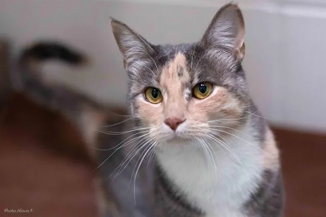 An adult small-sized female Domestic Short Hair cat named Riot for adoption in Albuquerque, NM