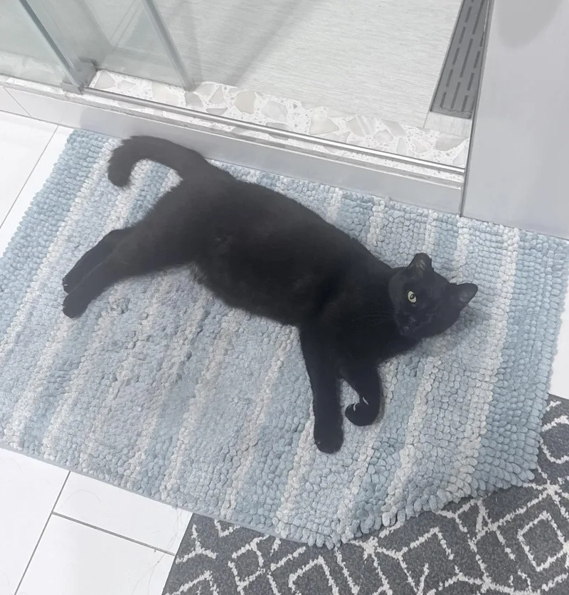 A young medium-sized female Black American Shorthair cat named Grace O'Malley for adoption in Davis, CA