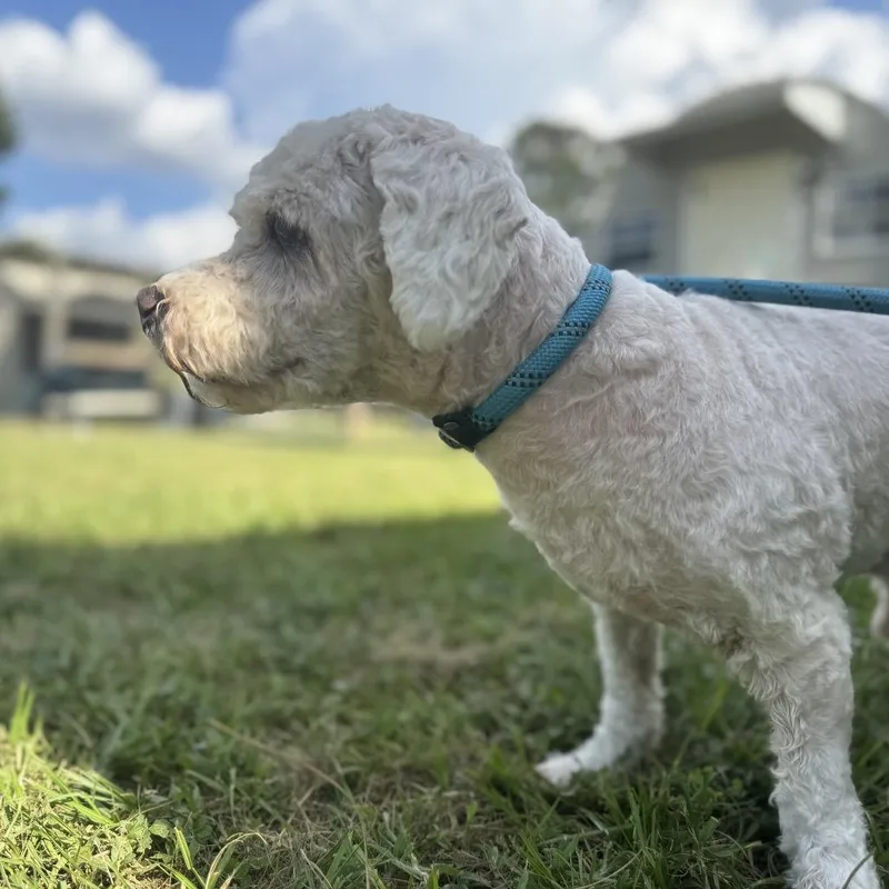 A senior small-sized male White / Cream Maltese dog named Gamble for adoption in Houston, TX