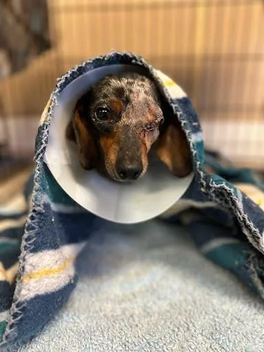 A senior small-sized male Merle (Blue) Miniature Dachshund dog named Earl for adoption in Marshall, TX