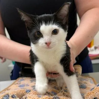 A baby small-sized female Black Domestic Short Hair cat named Sally for adoption in Chaska, MN