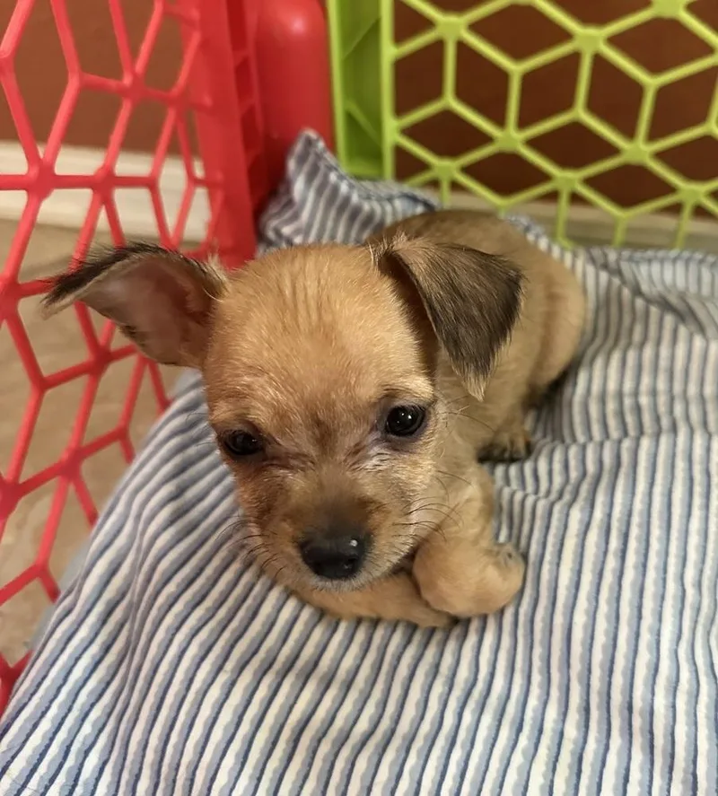 A baby small-sized female Gray / Blue / Silver Schnauzer dog named Baby Spice for adoption in TUCSON, AZ
